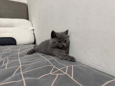 British Shorthair (BSH) Blue Kittens