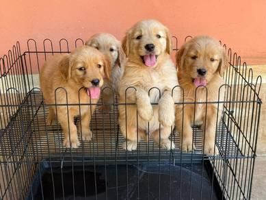 Golden retriever puppies 
