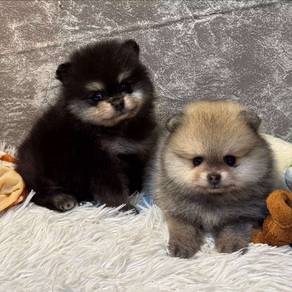 Pomeranian puppy