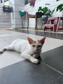 kucing untuk dibela secara percuma