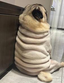 Pug