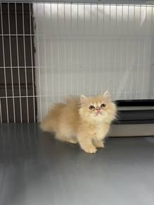 Cream Minuet short leg kitten