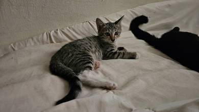 Cats for Adoption