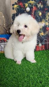 Maltipoo puppies 