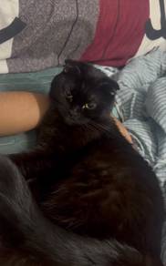 scottish fold black