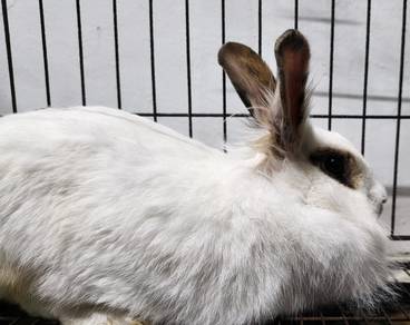 Rabbit for SALE!!!