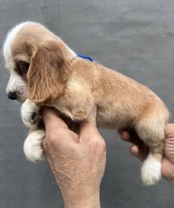 ENGLISH COCKER SPANIEL PUPPIES M180🌻Male & Female