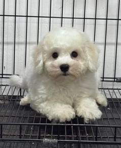 Bichon