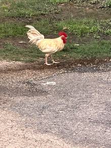Ayam Jantan Putih