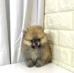 J0464 Pomeranian Fur Puff Puppy