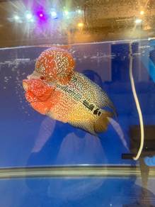 Flower horn SRD big kok