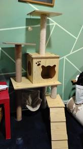 house cat