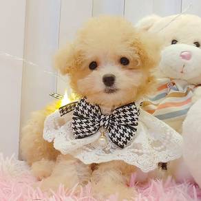 Toy Poodle