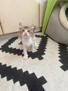 american curl