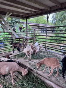 kambing