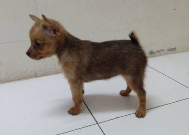 7 weeks old female Pomeranian mix 