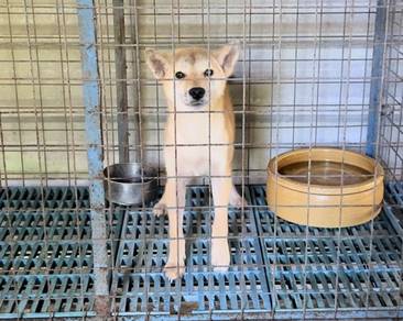 Shiba inu