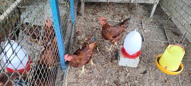 Ayam Jantan RIR 