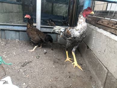 sepasang ayam pama muda