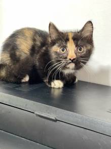 Munchkin Tortie