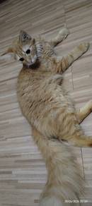 Kucing Percuma Untuk Di RehoMe