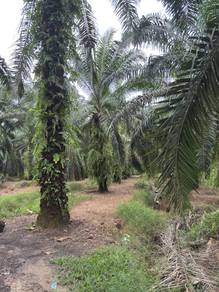 Agricultural Land in Kerian, PRK