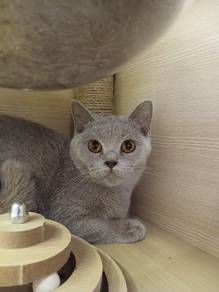 British short hair cat 