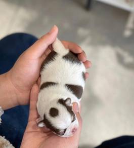 Chihuahua