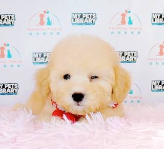 Maltipoo