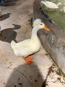 Crested Duck