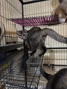Kucing biasa