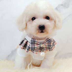 Maltipoo