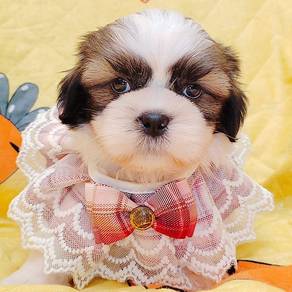 Shih Tzu