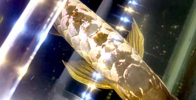 arowana MG x back