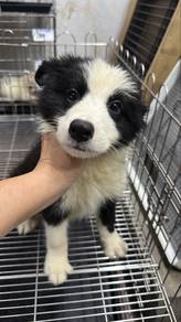 Border Collie Male Puppy M-1