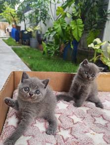 British shorthair