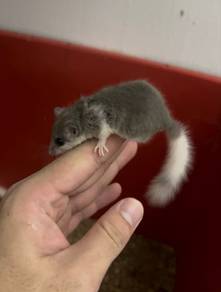 Dormouse Tupai Mini