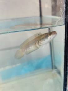 Channa limbata red