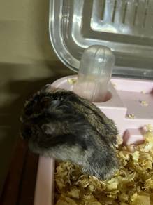 Hamster Winter