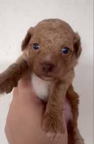 Toy Poodle male female