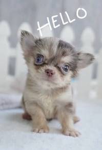 CHIHUAHUA PUPPIES VIP278🌷Head Apple Cute Dog