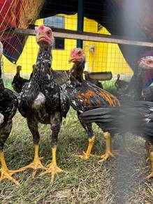 Anak ayam ratu umur 2 bulan lebih