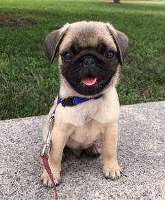 pug puppy 