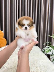 Pomeranian -Boy 