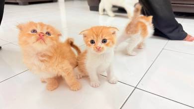Kitten Scottish