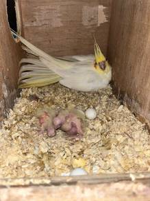 Cockatiel Anak Suap