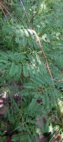 Karunkali Tree for Sale 
