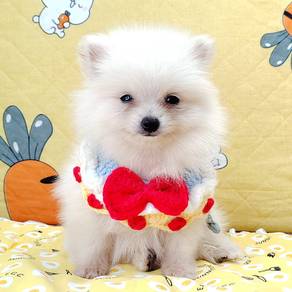 Pomeranian