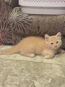 Non Standard Munchkin