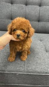 褐色泰迪女
Tiny Poodle Brown colour
Female
